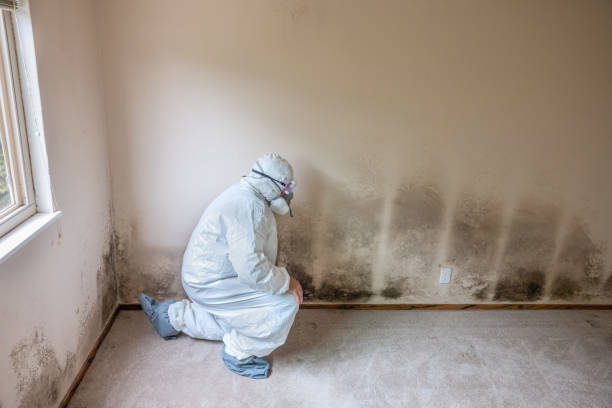 Best Attic Mold Removal  in Baytown, TX