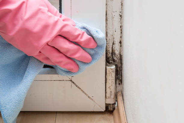 Best Basement Mold Removal  in Baytown, TX