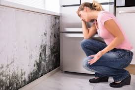  Baytown, TX Mold Remediation Pros